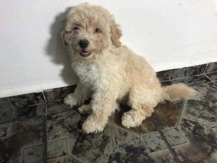 Cachorro raça Poodle idade 2 a 6 meses nome Algodão