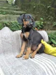 Cachorro raça SRD idade 2 a 6 meses nome Hortência