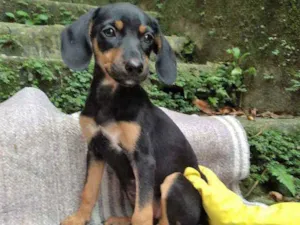 Cachorro raça SRD idade 2 a 6 meses nome Hortência
