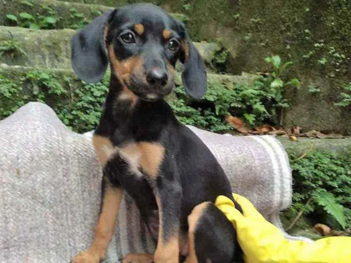 Cachorro raça SRD idade 2 a 6 meses nome Hortência