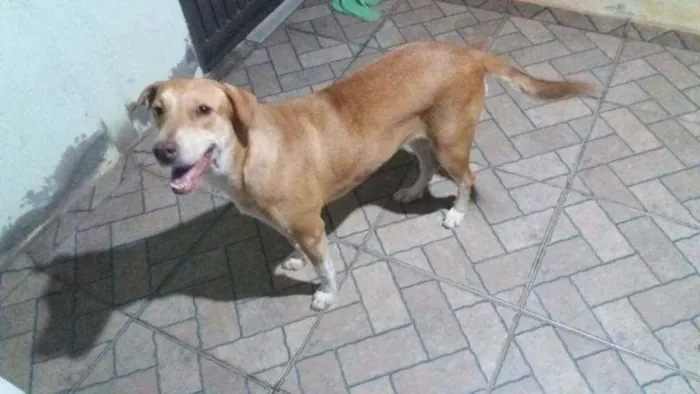 Cachorro raça Vira lata idade 1 ano nome Luna