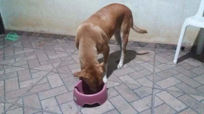 Cachorro raça Vira lata idade 1 ano nome Luna
