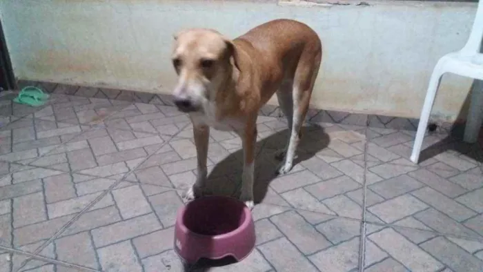 Cachorro raça Vira lata idade 1 ano nome Luna