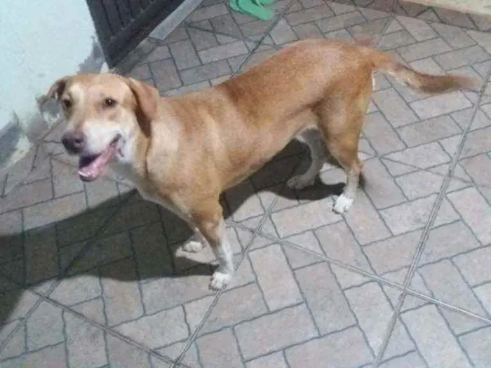 Cachorro raça Vira lata idade 1 ano nome Luna