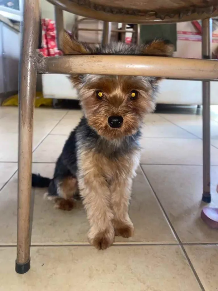 Cachorro raça Yorkshire  idade 7 a 11 meses nome Romeu 