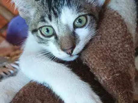 Gato ra a Sem raça definida  idade 2 a 6 meses nome Sem nome 