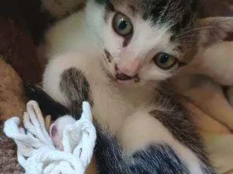Gato ra a Sem raça definida  idade 2 a 6 meses nome Sem nome 