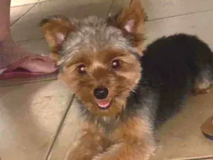 Cachorro raça Yorkshire  idade 7 a 11 meses nome Romeu 