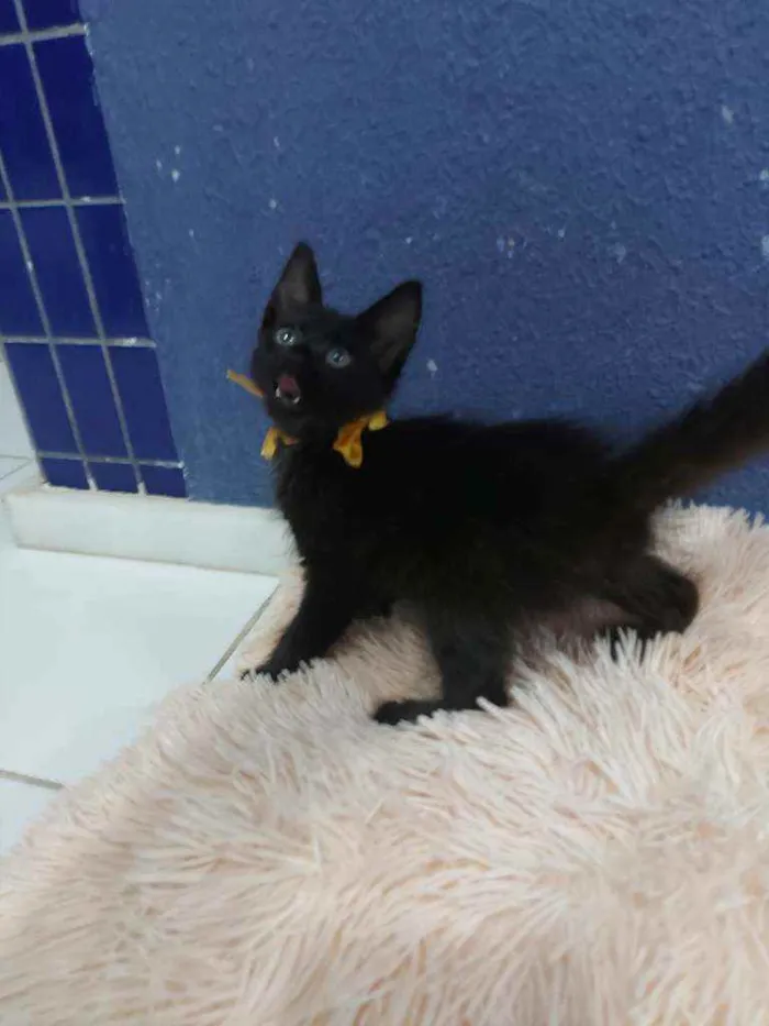 Gato raça Sem raça definida  idade 2 a 6 meses nome Turmalina 