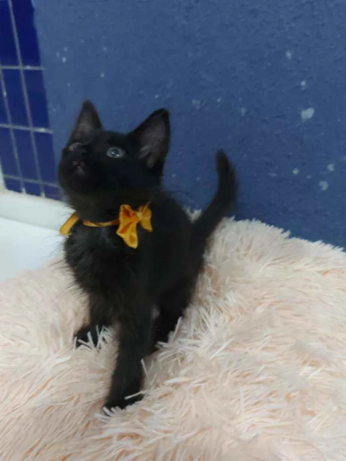 Gato raça Sem raça definida  idade 2 a 6 meses nome Turmalina 