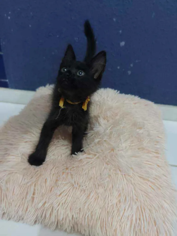 Gato raça Sem raça definida  idade 2 a 6 meses nome Turmalina 