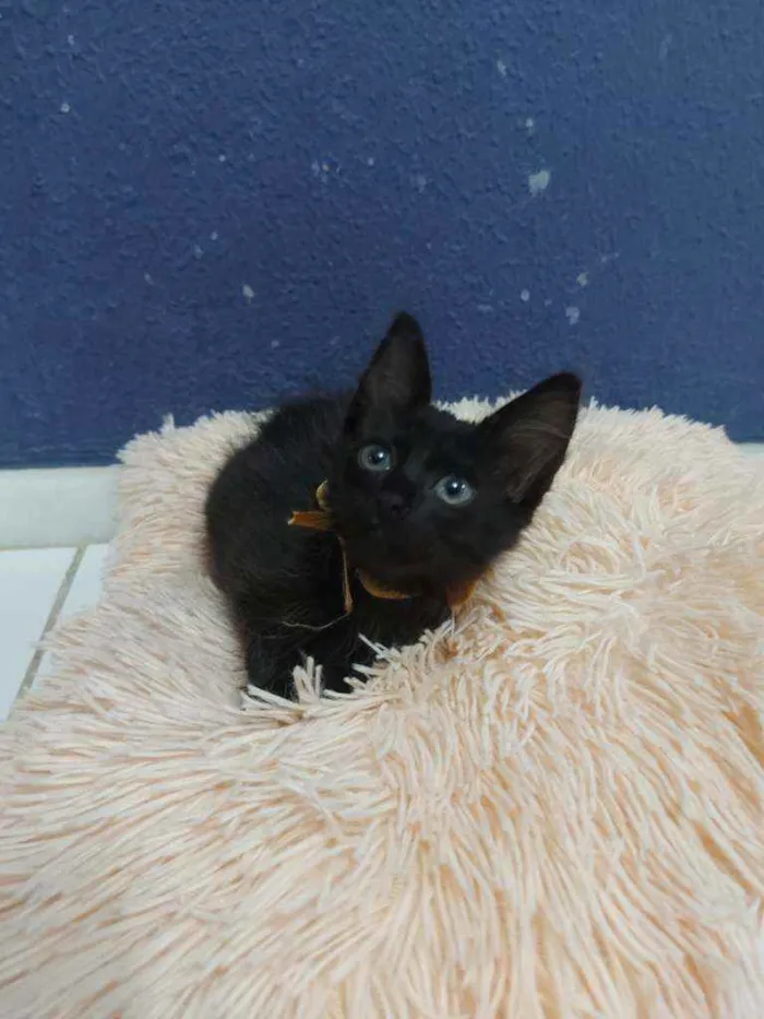 Gato raça Sem raça definida  idade 2 a 6 meses nome Turmalina 