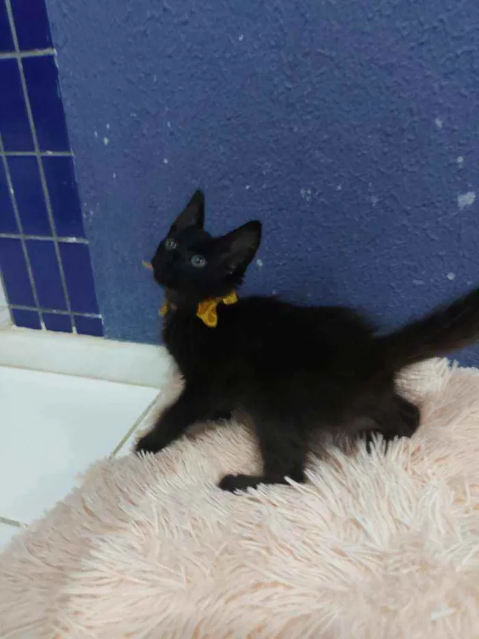 Gato raça Sem raça definida  idade 2 a 6 meses nome Turmalina 