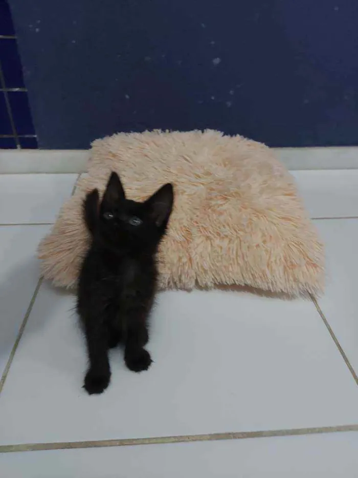 Gato raça Sem raça definida  idade 2 a 6 meses nome Turmalina 