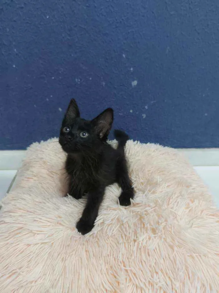 Gato raça Sem raça definida  idade 2 a 6 meses nome Turmalina 