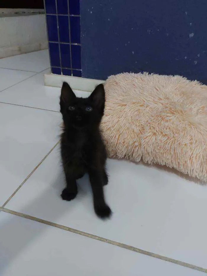 Gato raça Sem raça definida  idade 2 a 6 meses nome Turmalina 