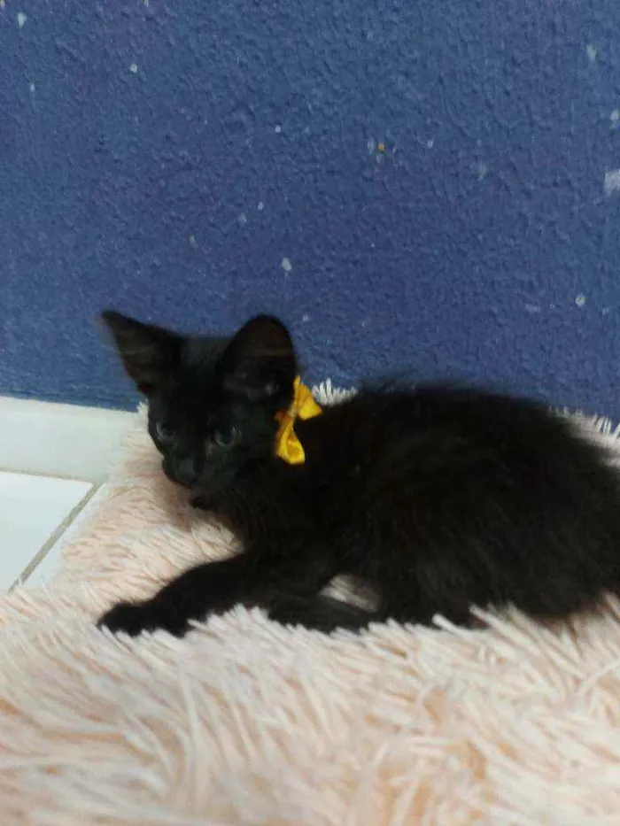 Gato raça Sem raça definida  idade 2 a 6 meses nome Turmalina 