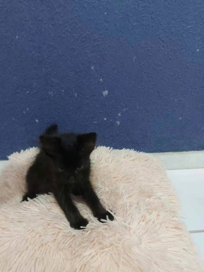 Gato raça Sem raça definida  idade 2 a 6 meses nome Turmalina 