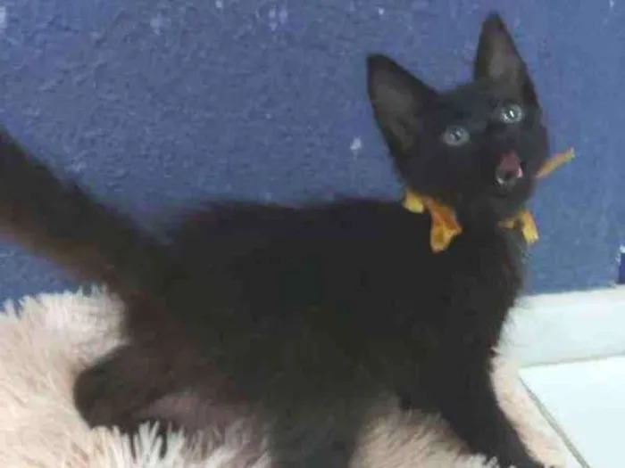 Gato raça Sem raça definida  idade 2 a 6 meses nome Turmalina 