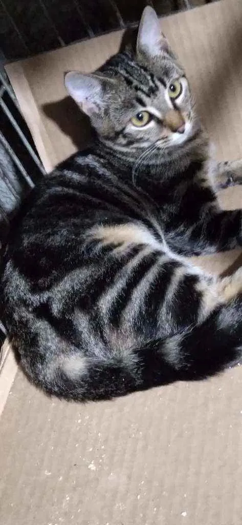 Gato ra a Srd idade 2 a 6 meses nome Tigradinha