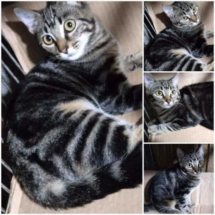 Gato ra a Srd idade 2 a 6 meses nome Tigradinha