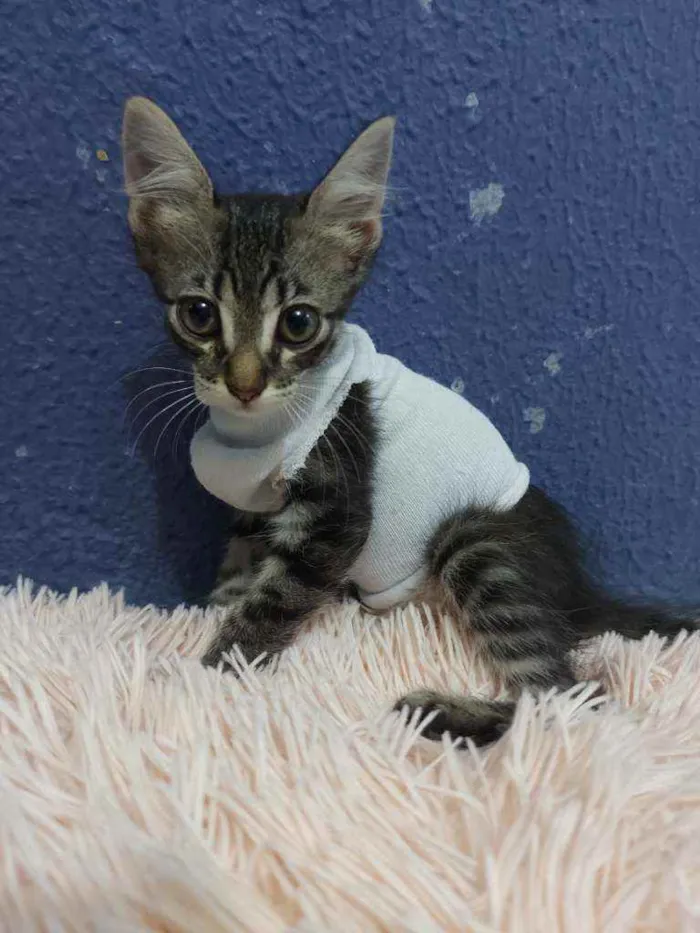 Gato raça Sem raça definida  idade 2 a 6 meses nome Tigresa