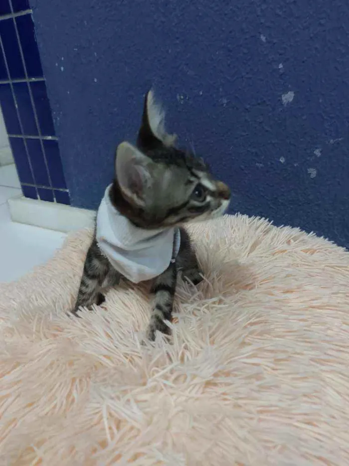 Gato raça Sem raça definida  idade 2 a 6 meses nome Tigresa