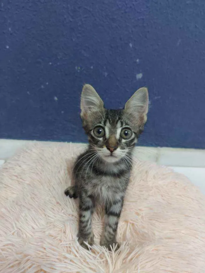 Gato raça Sem raça definida  idade 2 a 6 meses nome Tigresa