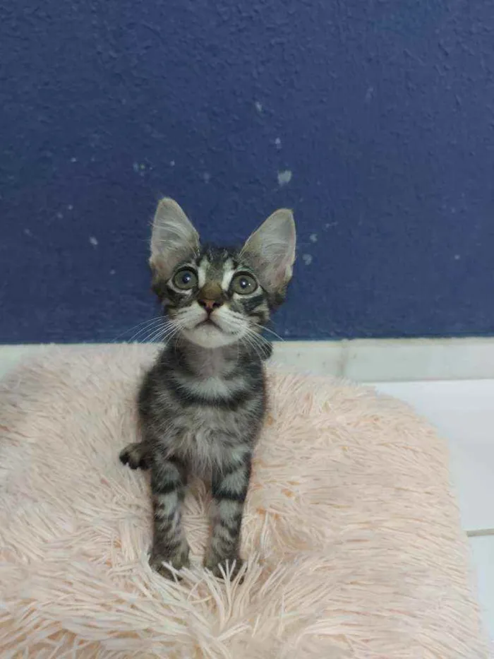 Gato raça Sem raça definida  idade 2 a 6 meses nome Tigresa
