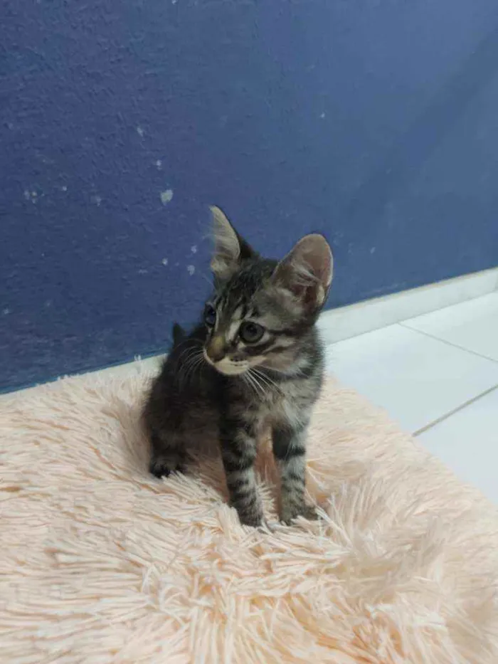 Gato raça Sem raça definida  idade 2 a 6 meses nome Tigresa