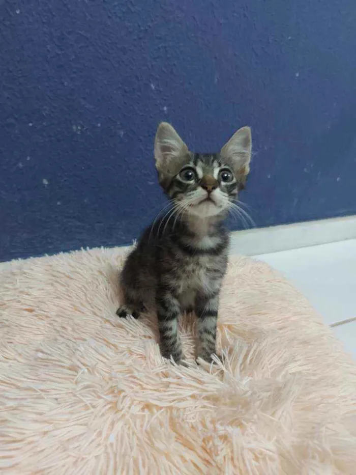 Gato raça Sem raça definida  idade 2 a 6 meses nome Tigresa