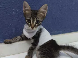 Gato raça Sem raça definida  idade 2 a 6 meses nome Tigresa