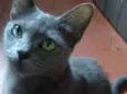 ZUZÚ