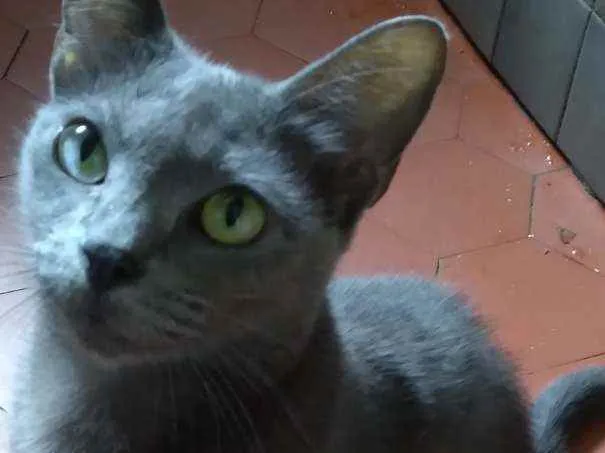 Gato ra a Srd idade 1 ano nome ZUZÚ