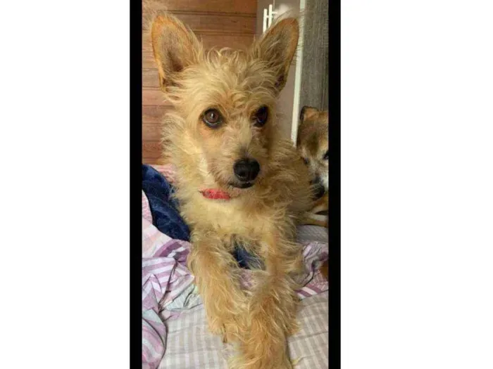 Cachorro ra a Srd idade 2 anos nome Bebê 