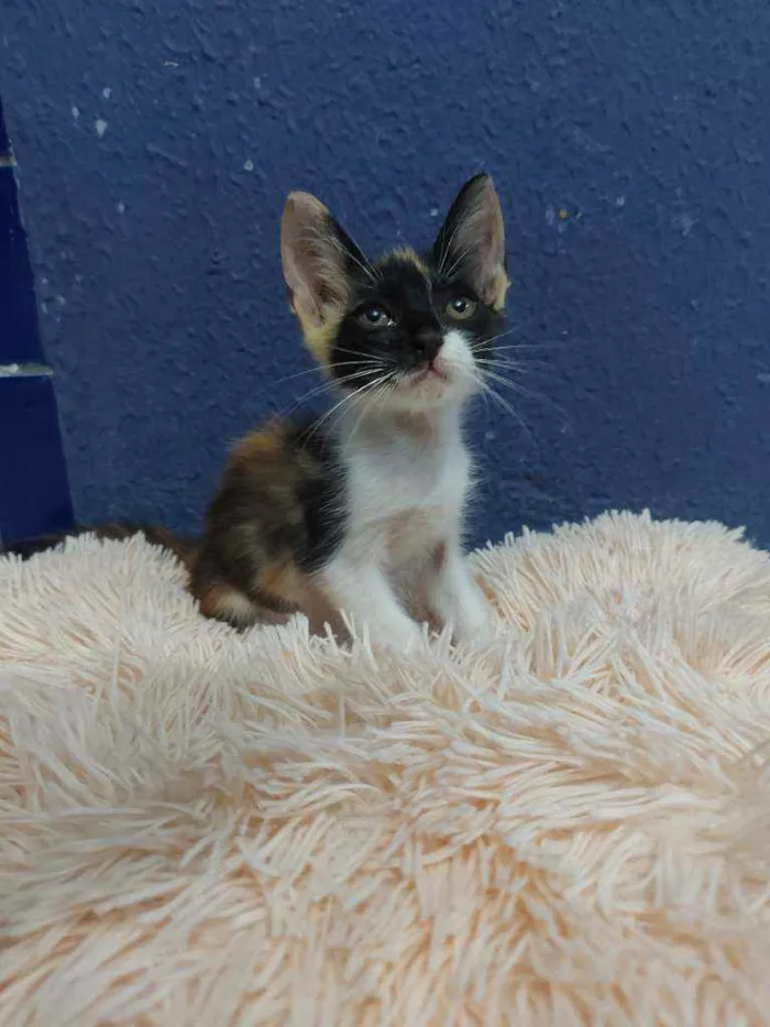 Gato raça Sem raça definida  idade 2 a 6 meses nome Lila