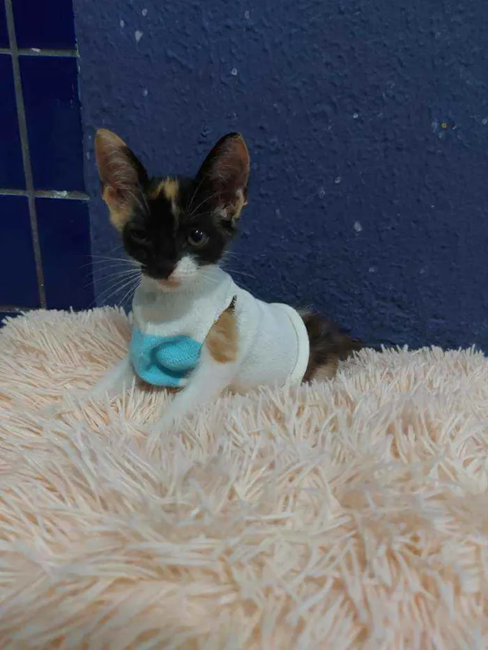 Gato raça Sem raça definida  idade 2 a 6 meses nome Lila