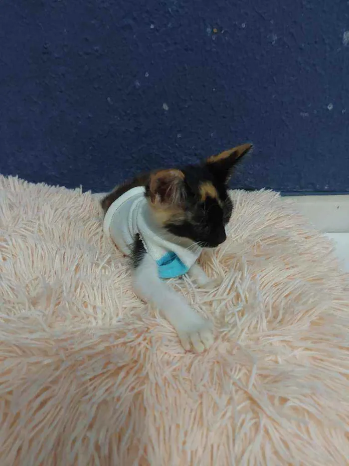 Gato raça Sem raça definida  idade 2 a 6 meses nome Lila