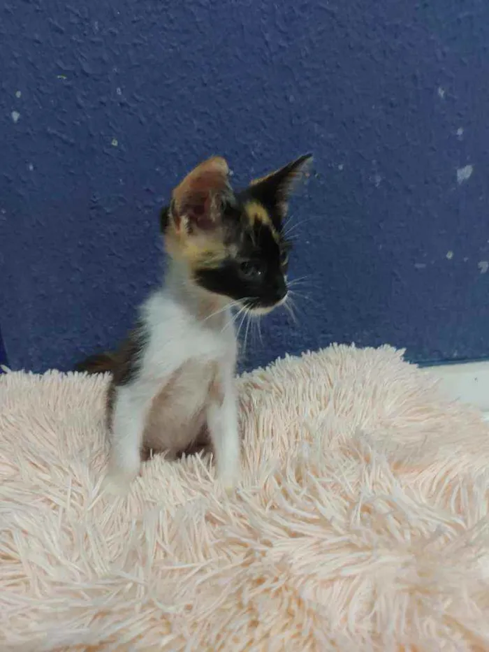 Gato raça Sem raça definida  idade 2 a 6 meses nome Lila