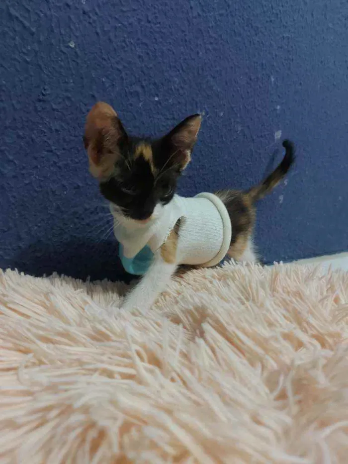 Gato raça Sem raça definida  idade 2 a 6 meses nome Lila