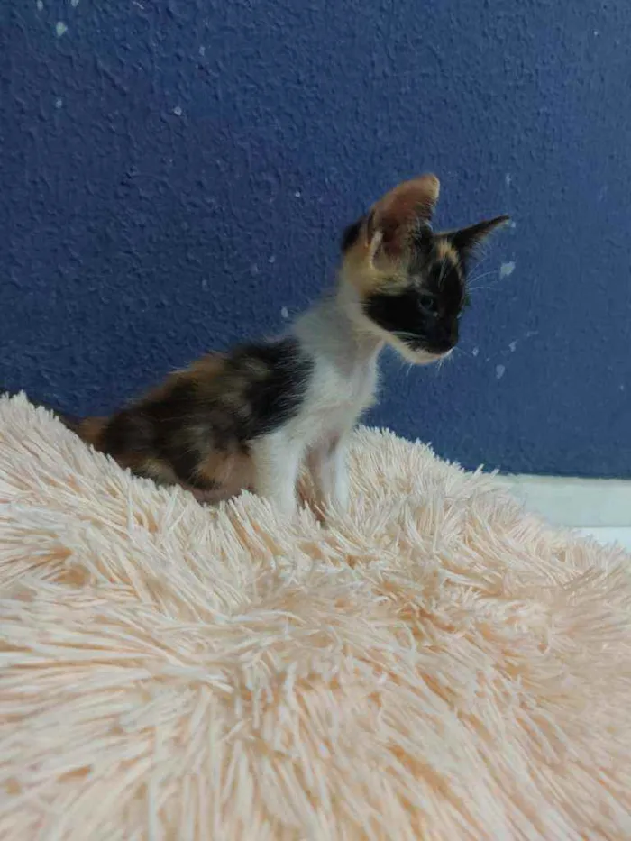 Gato raça Sem raça definida  idade 2 a 6 meses nome Lila