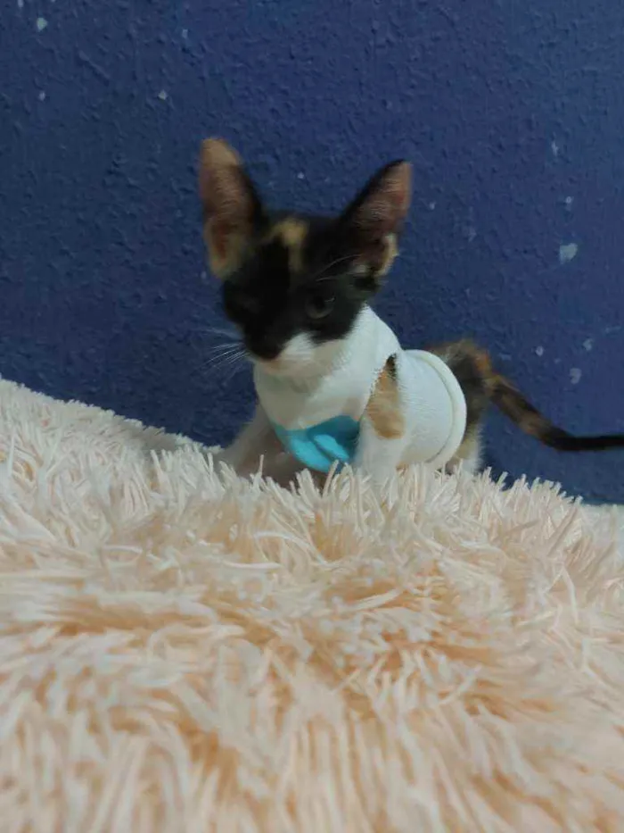 Gato raça Sem raça definida  idade 2 a 6 meses nome Lila