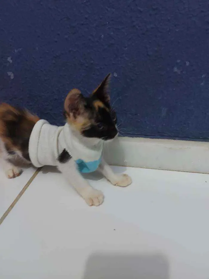 Gato raça Sem raça definida  idade 2 a 6 meses nome Lila