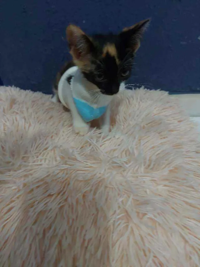 Gato raça Sem raça definida  idade 2 a 6 meses nome Lila