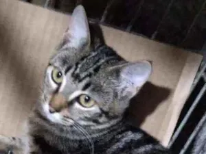 Gato raça Srd idade 2 a 6 meses nome Tigradinha