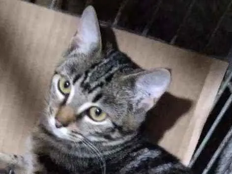 Gato ra a Srd idade 2 a 6 meses nome Tigradinha