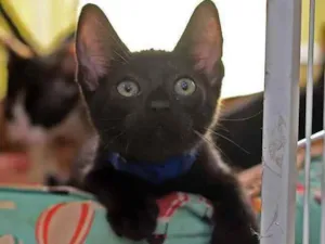 Gato raça SRD idade 2 a 6 meses nome Skender 