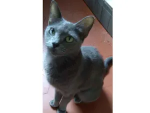 Gato raça Srd idade 1 ano nome ZUZÚ