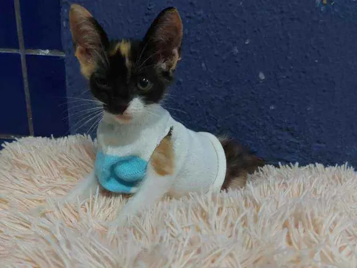 Gato raça Sem raça definida  idade 2 a 6 meses nome Lila