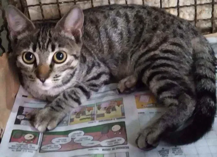 Gato ra a Srd idade 2 a 6 meses nome Billy Adotadooooo